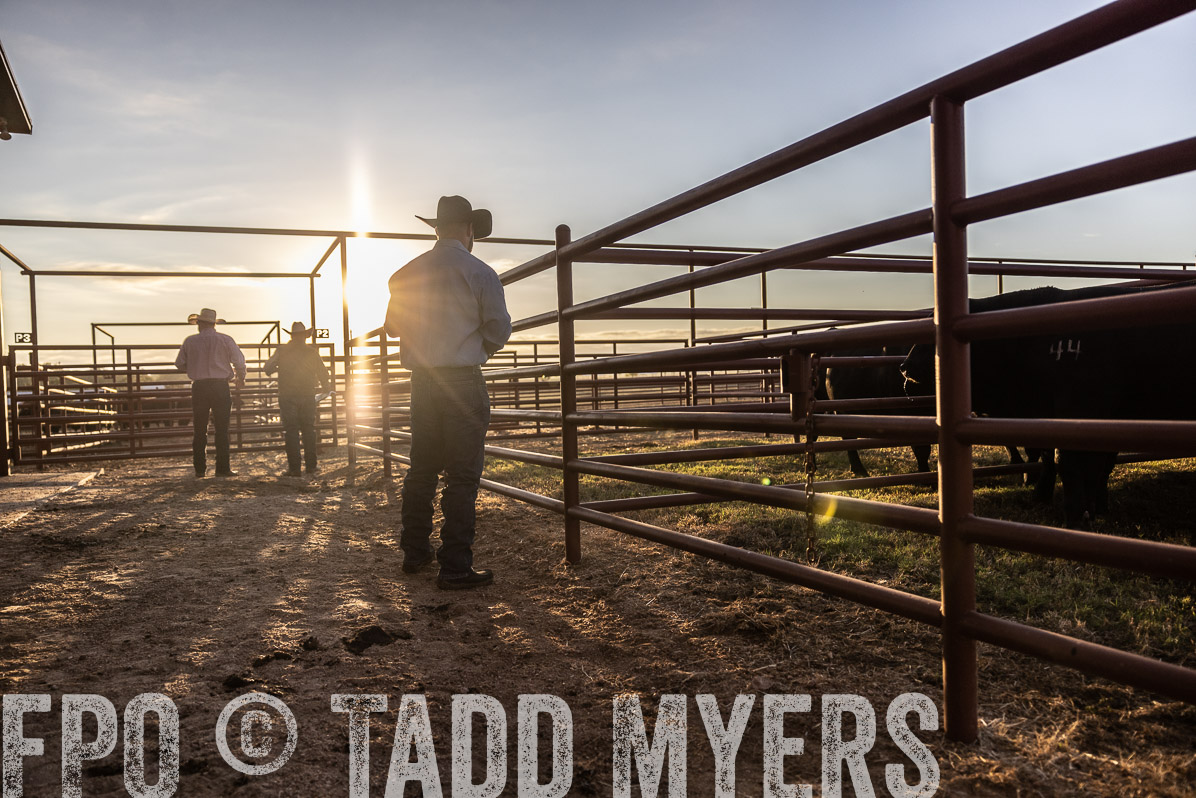 TMyers_FallBullSale_Cameron_Oct2022--522841