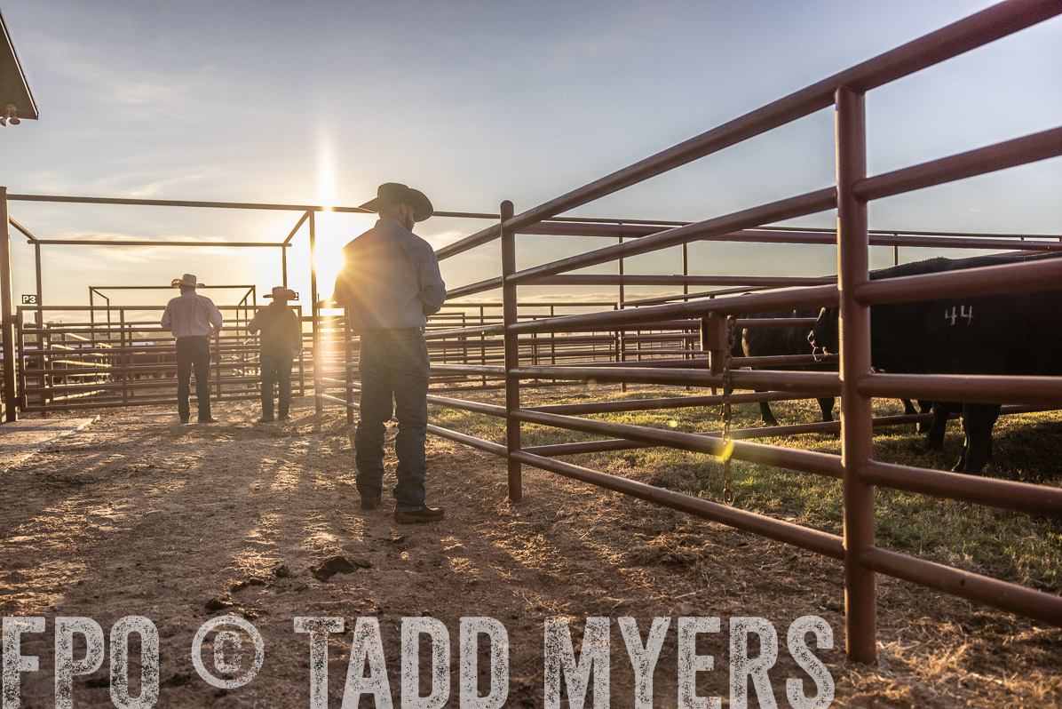 TMyers_FallBullSale_Cameron_Oct2022--522842