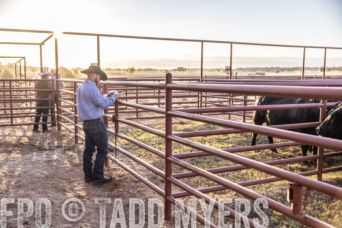 TMyers_FallBullSale_Cameron_Oct2022--522860