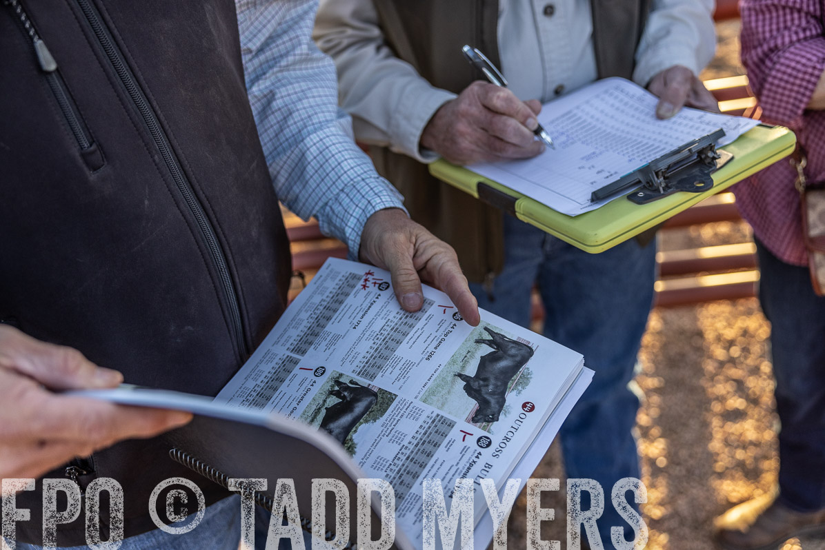 TMyers_FallBullSale_Cameron_Oct2022--522862