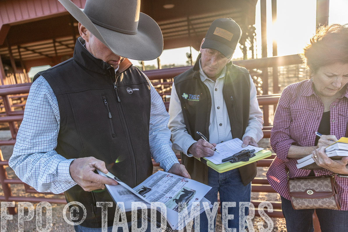 TMyers_FallBullSale_Cameron_Oct2022--522870