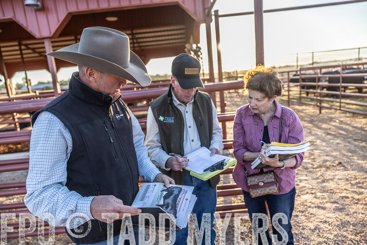 TMyers_FallBullSale_Cameron_Oct2022--522887