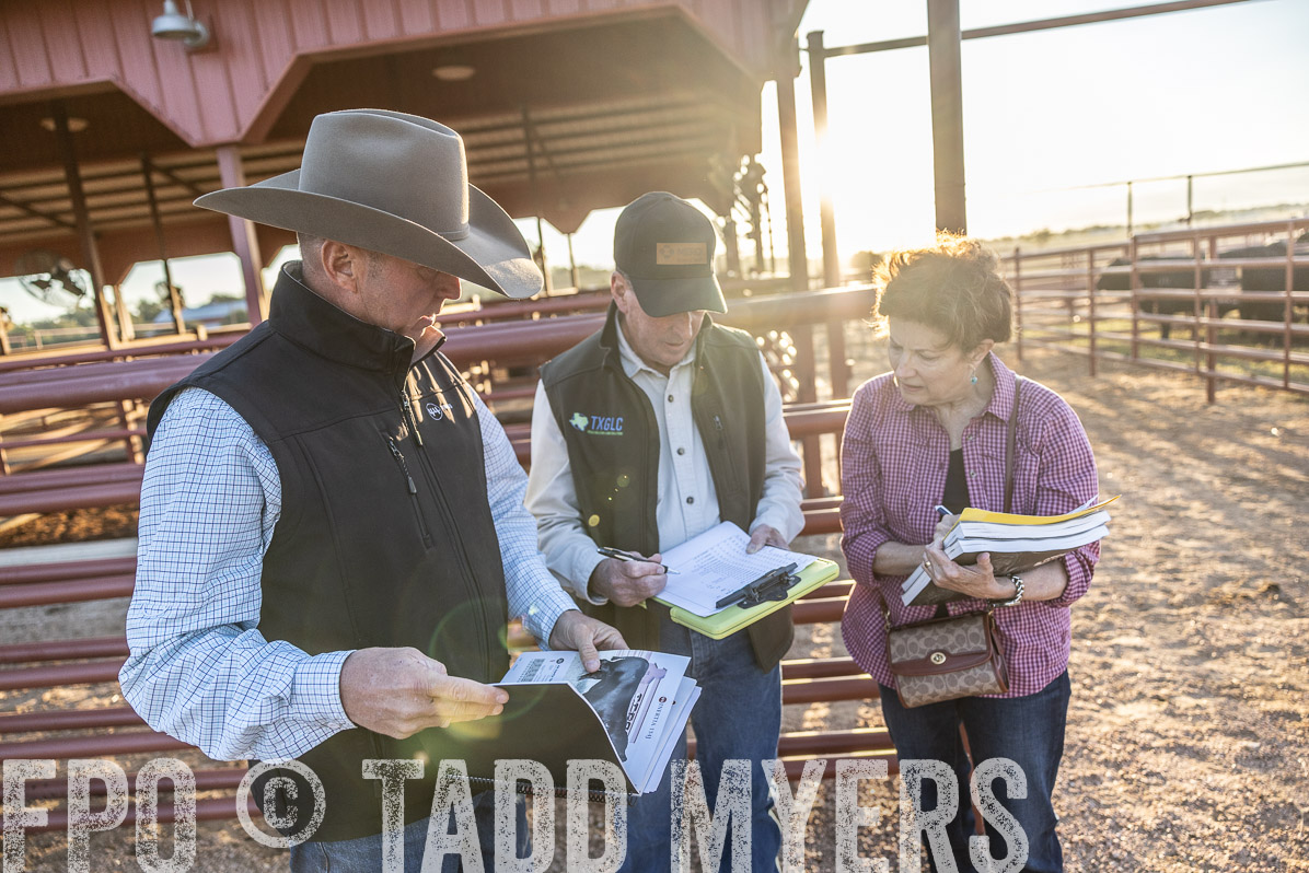 TMyers_FallBullSale_Cameron_Oct2022--522889