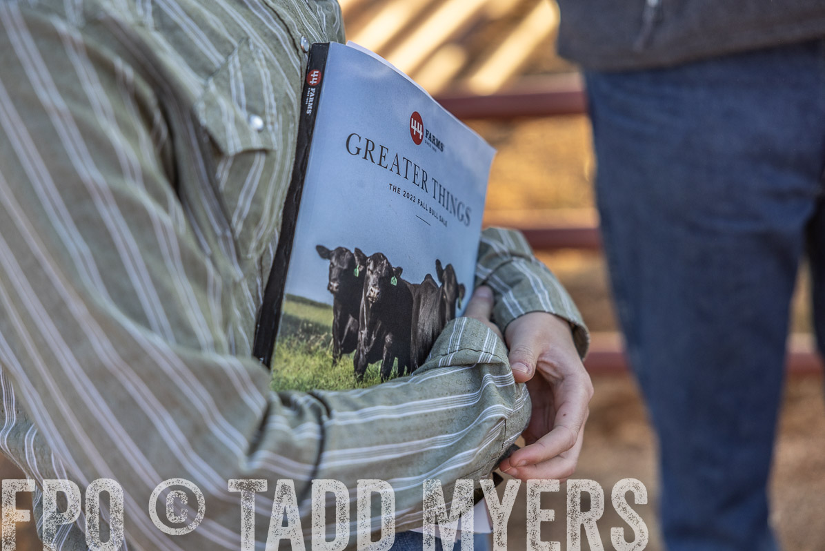 TMyers_FallBullSale_Cameron_Oct2022--522953
