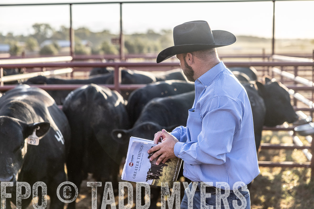 TMyers_FallBullSale_Cameron_Oct2022--523038