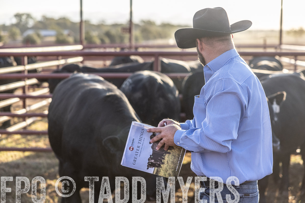 TMyers_FallBullSale_Cameron_Oct2022--523041