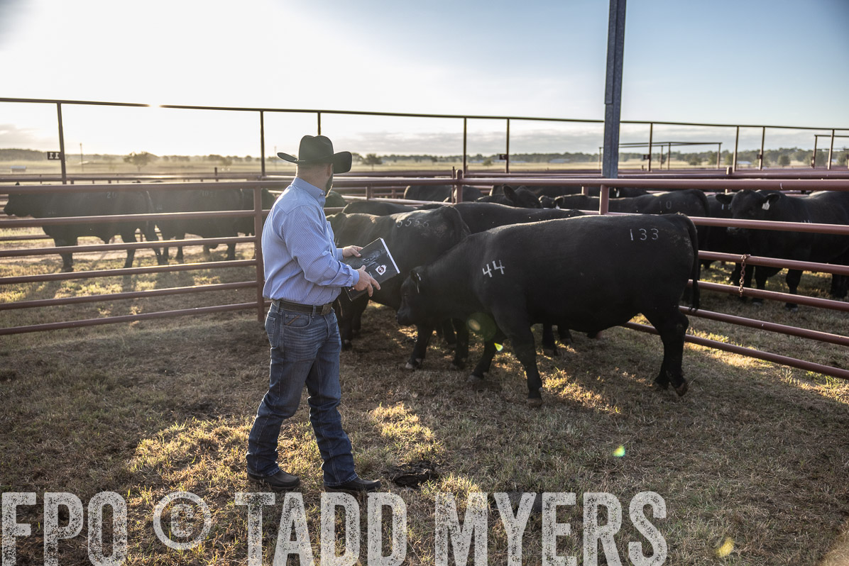 TMyers_FallBullSale_Cameron_Oct2022--523074
