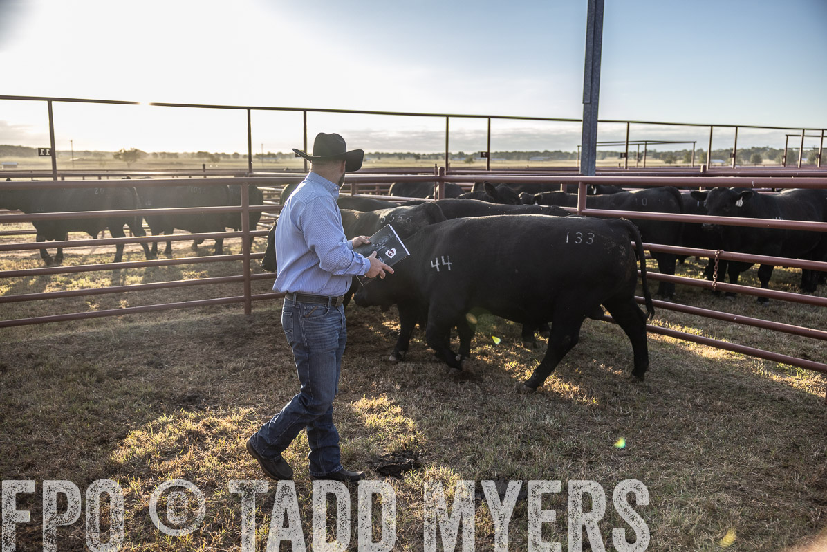 TMyers_FallBullSale_Cameron_Oct2022--523075