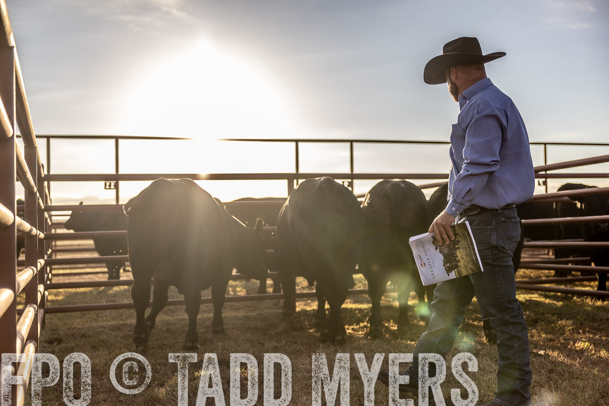 TMyers_FallBullSale_Cameron_Oct2022--523090