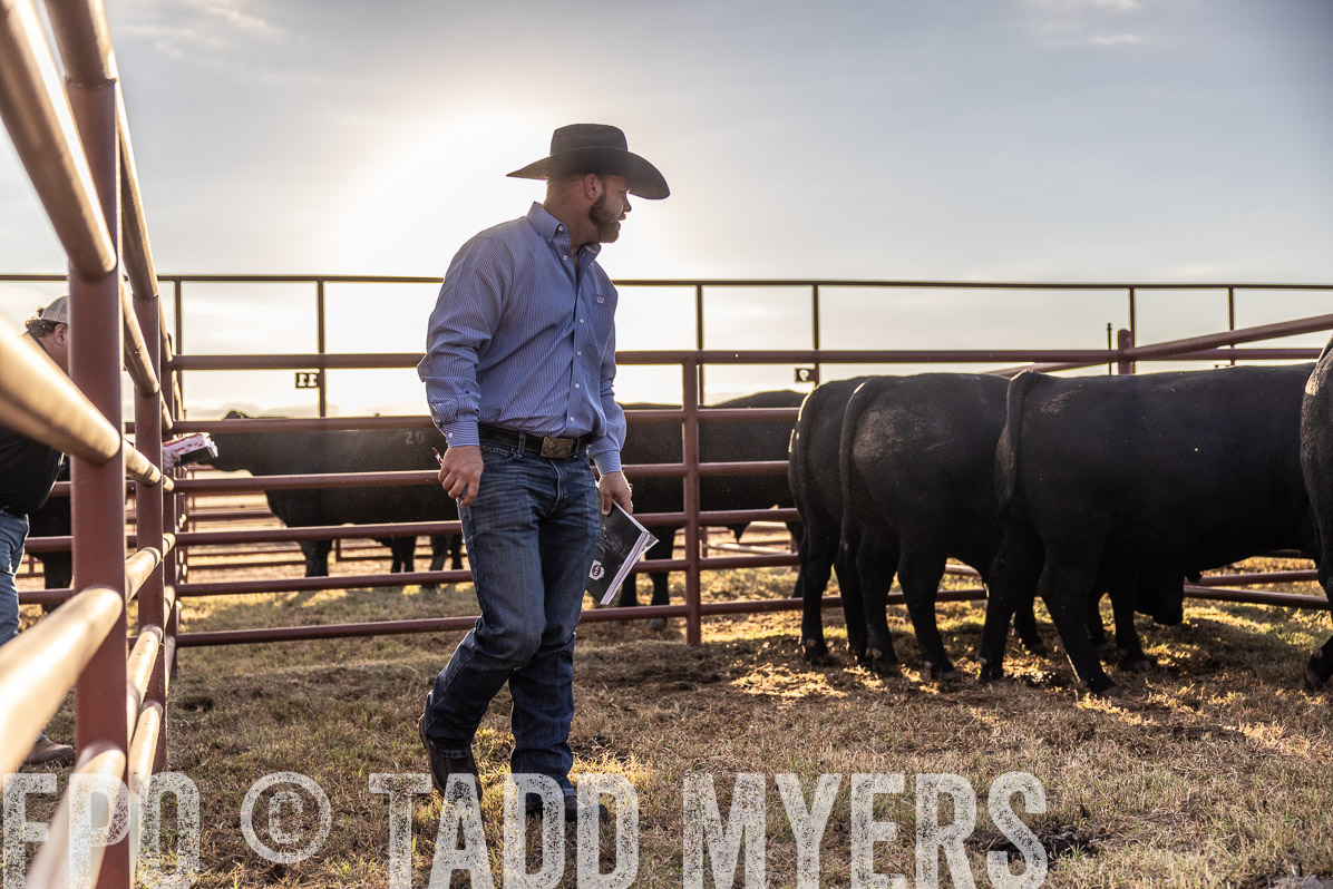 TMyers_FallBullSale_Cameron_Oct2022--523106