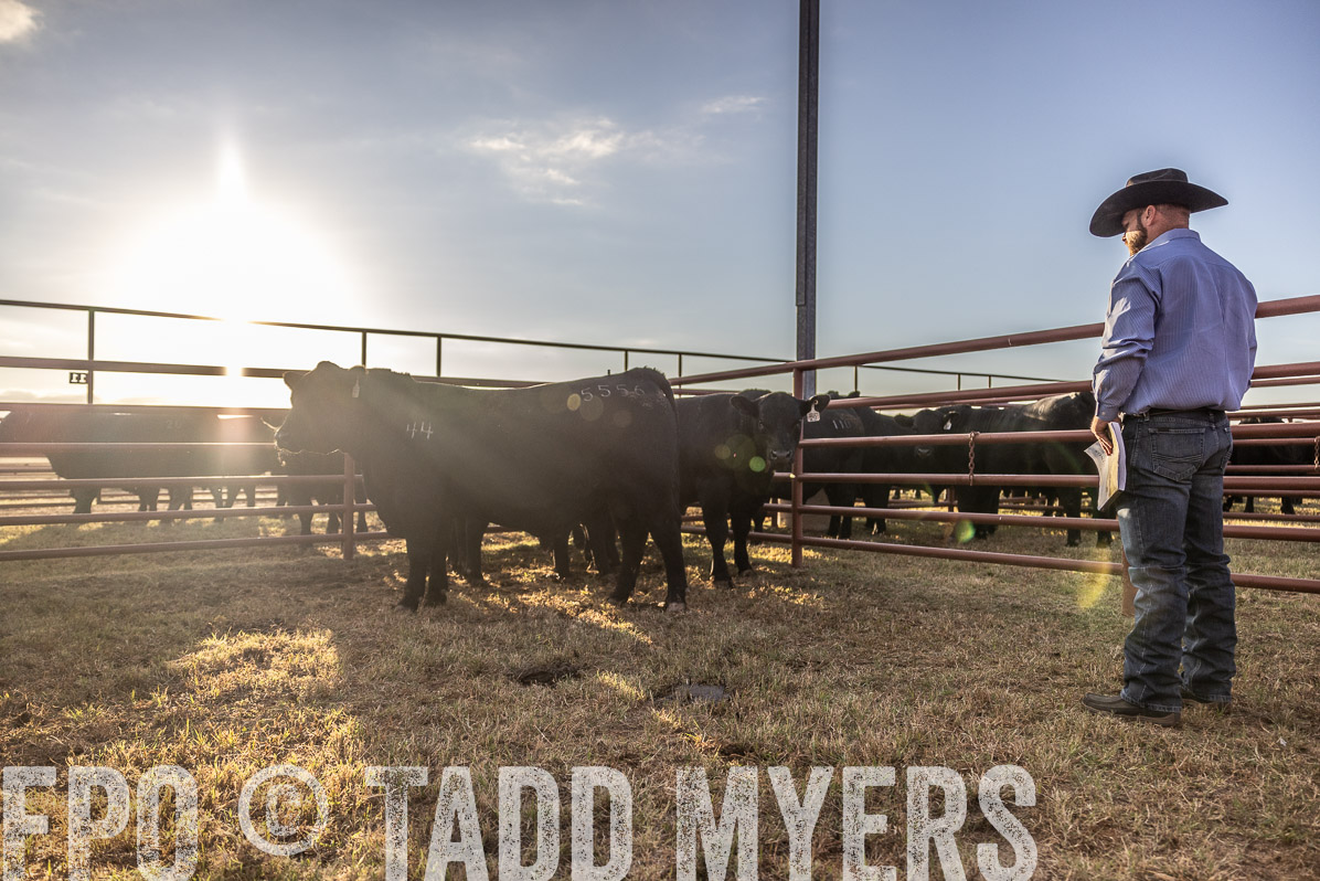 TMyers_FallBullSale_Cameron_Oct2022--523114