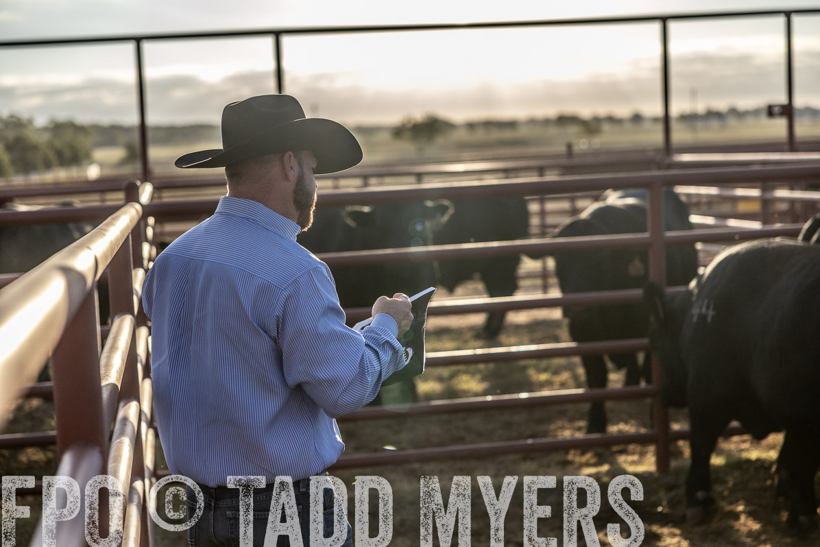 TMyers_FallBullSale_Cameron_Oct2022--523146