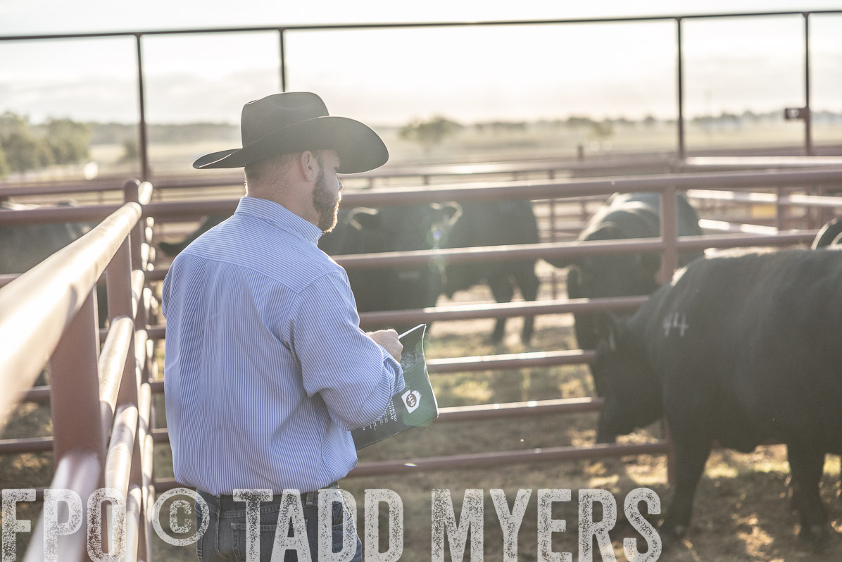 TMyers_FallBullSale_Cameron_Oct2022--523147