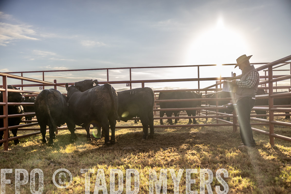 TMyers_FallBullSale_Cameron_Oct2022--523177