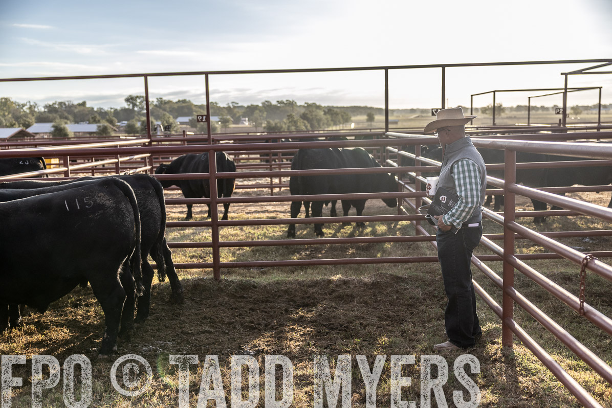 TMyers_FallBullSale_Cameron_Oct2022--523191