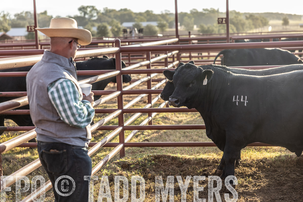 TMyers_FallBullSale_Cameron_Oct2022--523193