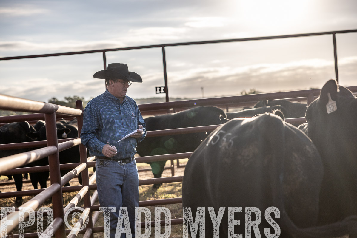 TMyers_FallBullSale_Cameron_Oct2022--523209