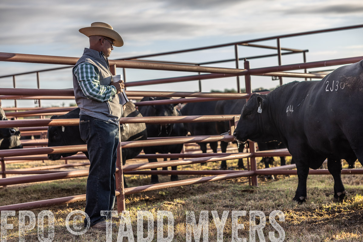 TMyers_FallBullSale_Cameron_Oct2022--523224