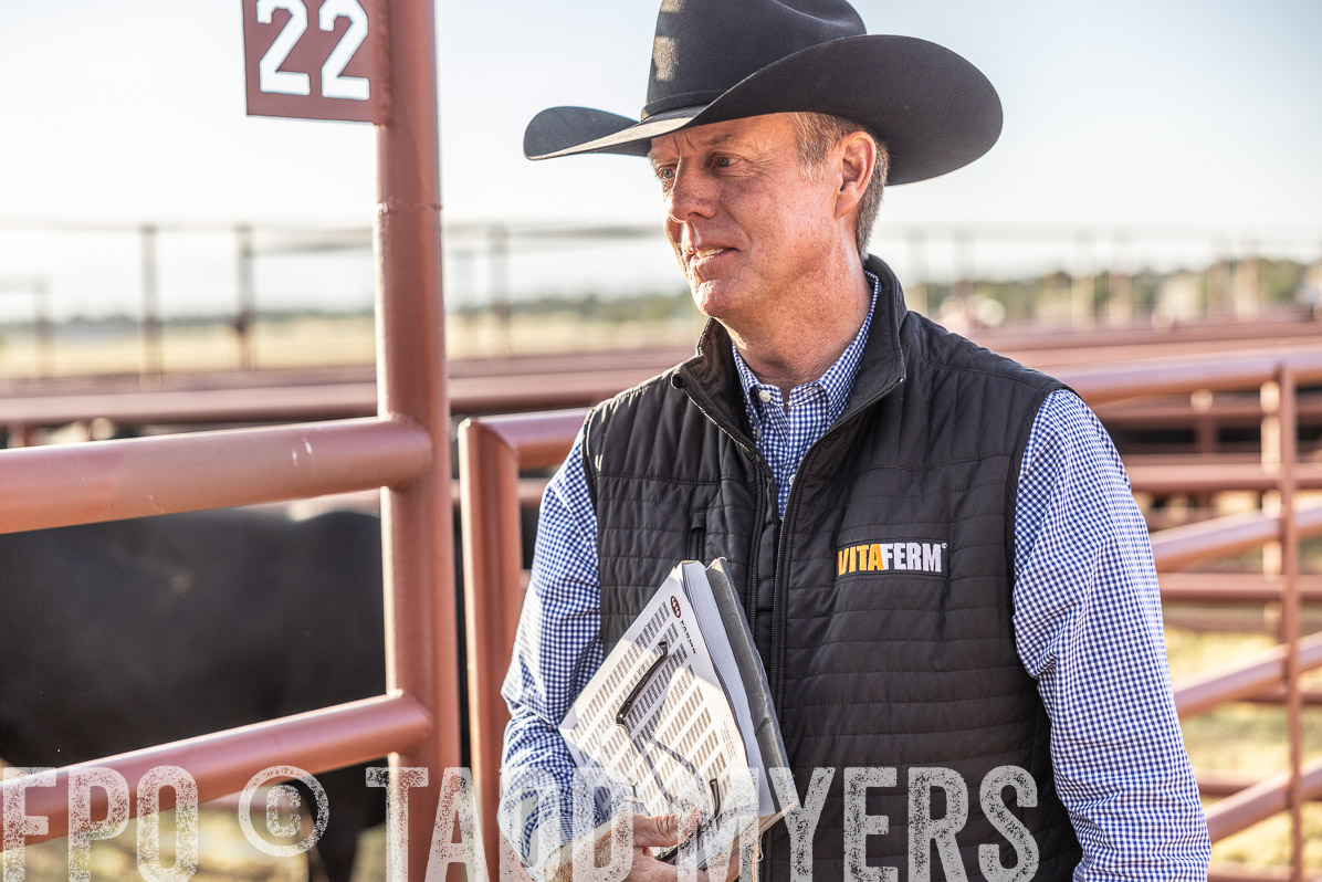 TMyers_FallBullSale_Cameron_Oct2022--523238