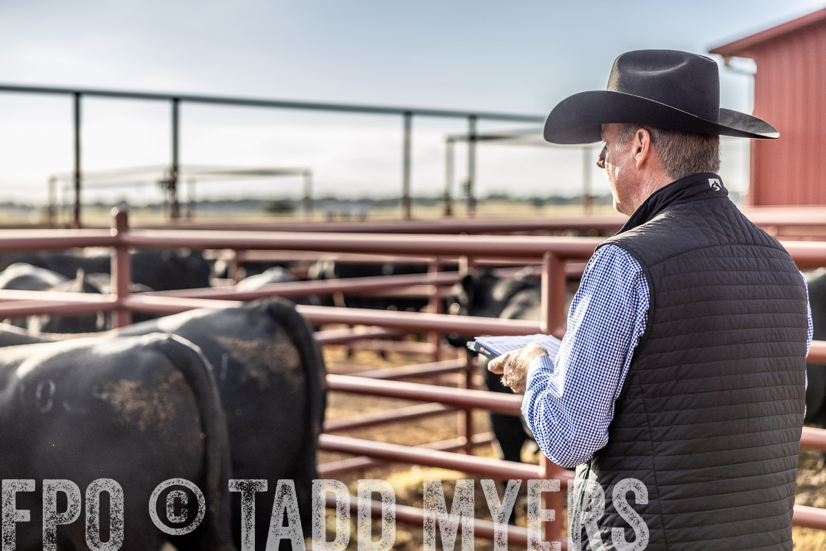 TMyers_FallBullSale_Cameron_Oct2022--523417
