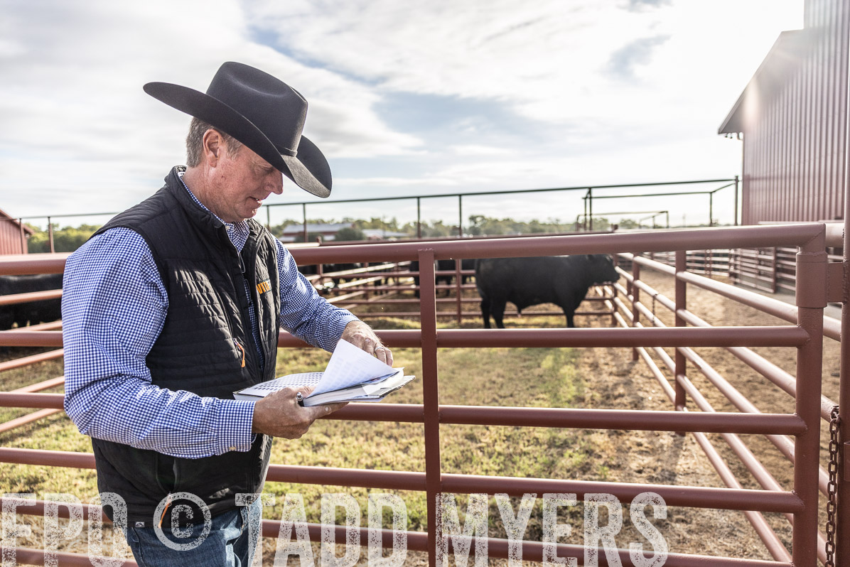 TMyers_FallBullSale_Cameron_Oct2022--523450