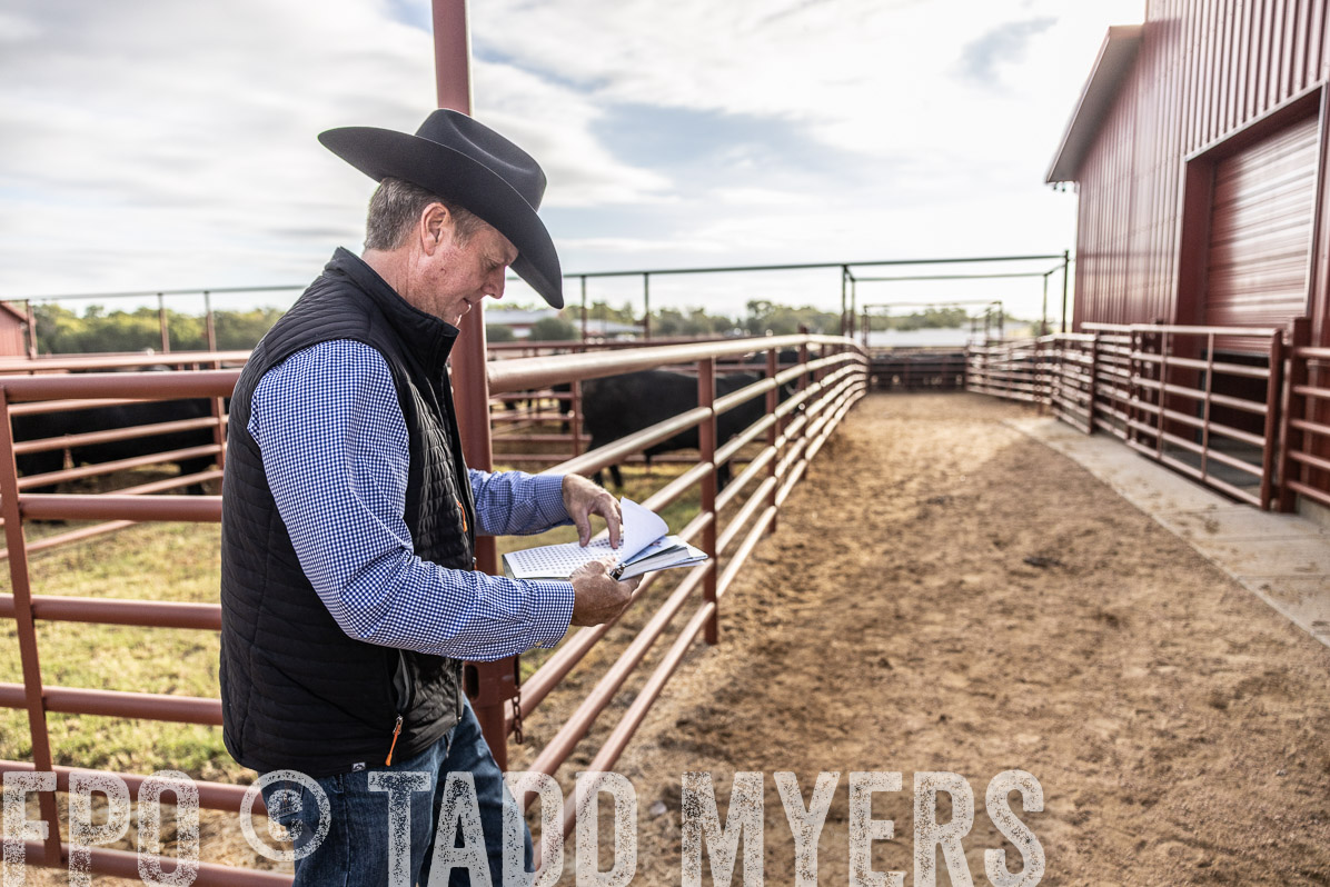 TMyers_FallBullSale_Cameron_Oct2022--523455