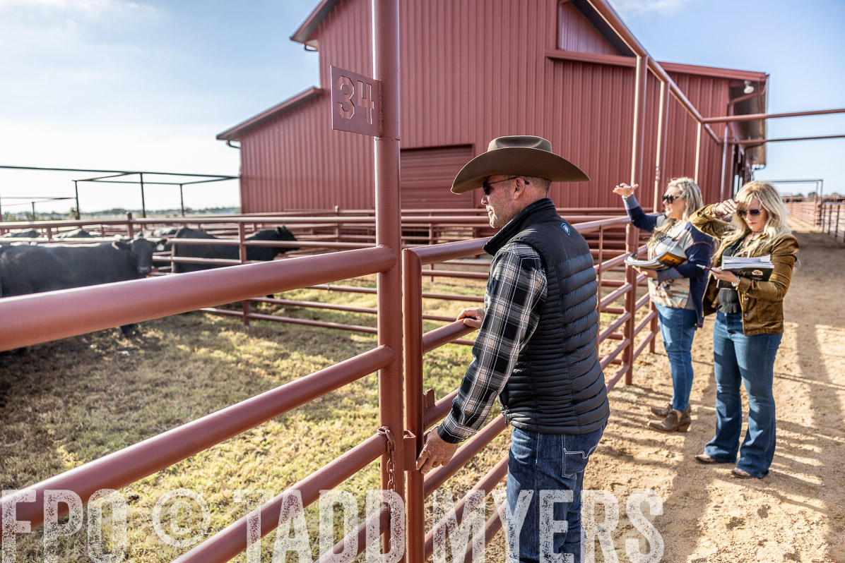 TMyers_FallBullSale_Cameron_Oct2022--523470