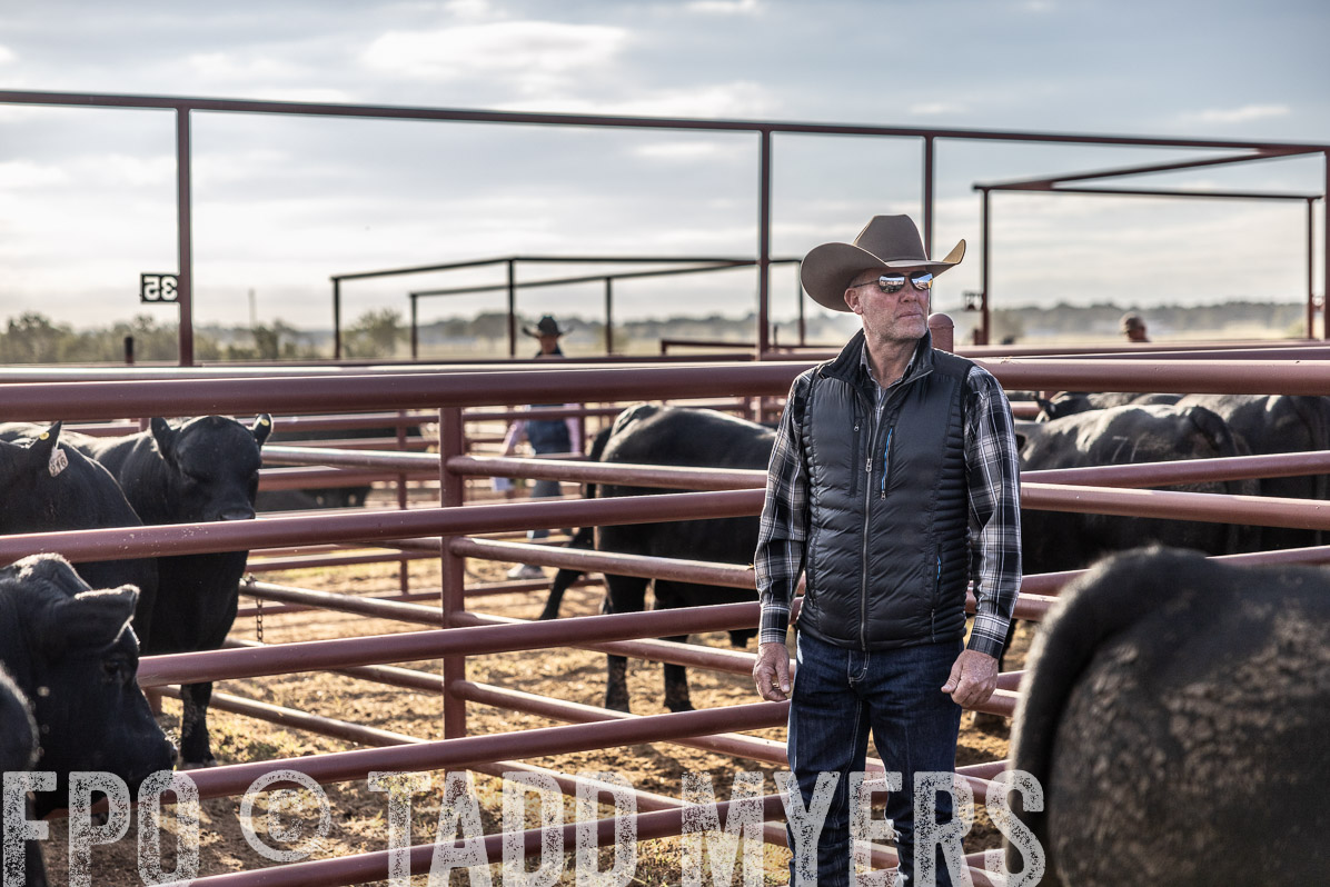 TMyers_FallBullSale_Cameron_Oct2022--523502