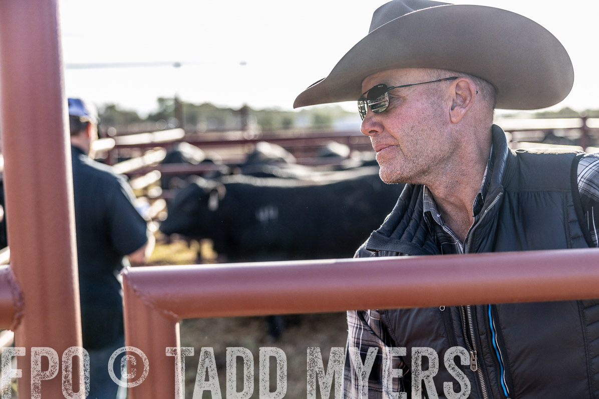 TMyers_FallBullSale_Cameron_Oct2022--523531