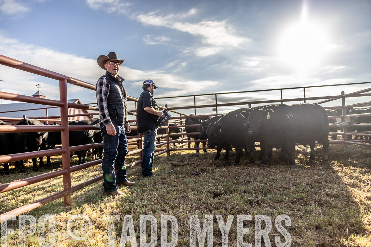 TMyers_FallBullSale_Cameron_Oct2022--523539