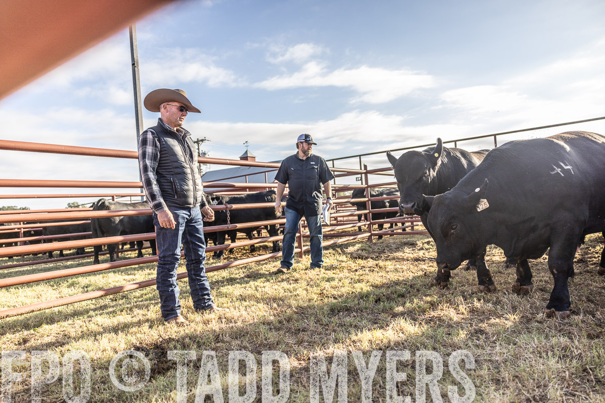 TMyers_FallBullSale_Cameron_Oct2022--523551