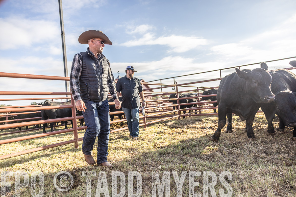 TMyers_FallBullSale_Cameron_Oct2022--523554