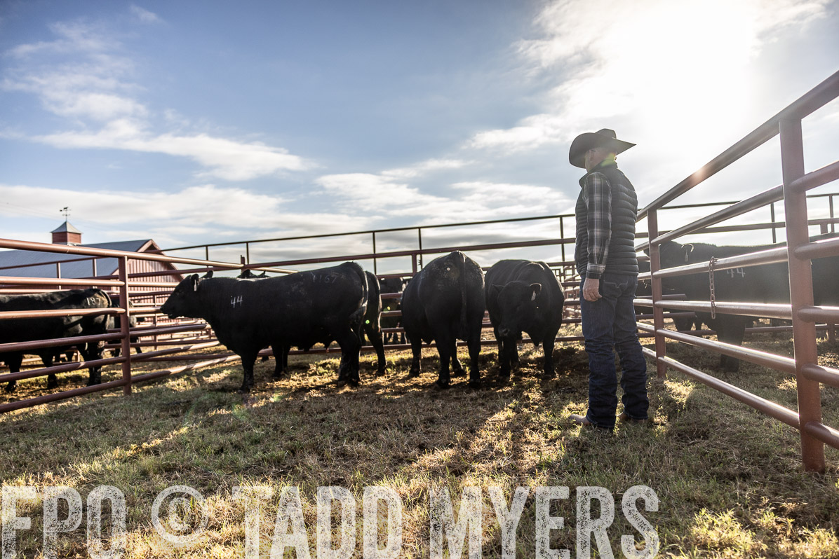 TMyers_FallBullSale_Cameron_Oct2022--523558