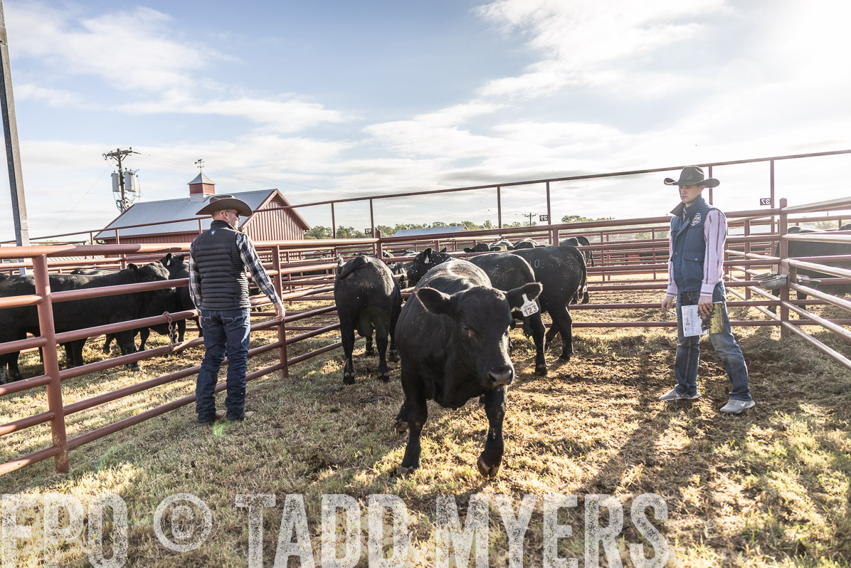 TMyers_FallBullSale_Cameron_Oct2022--523571