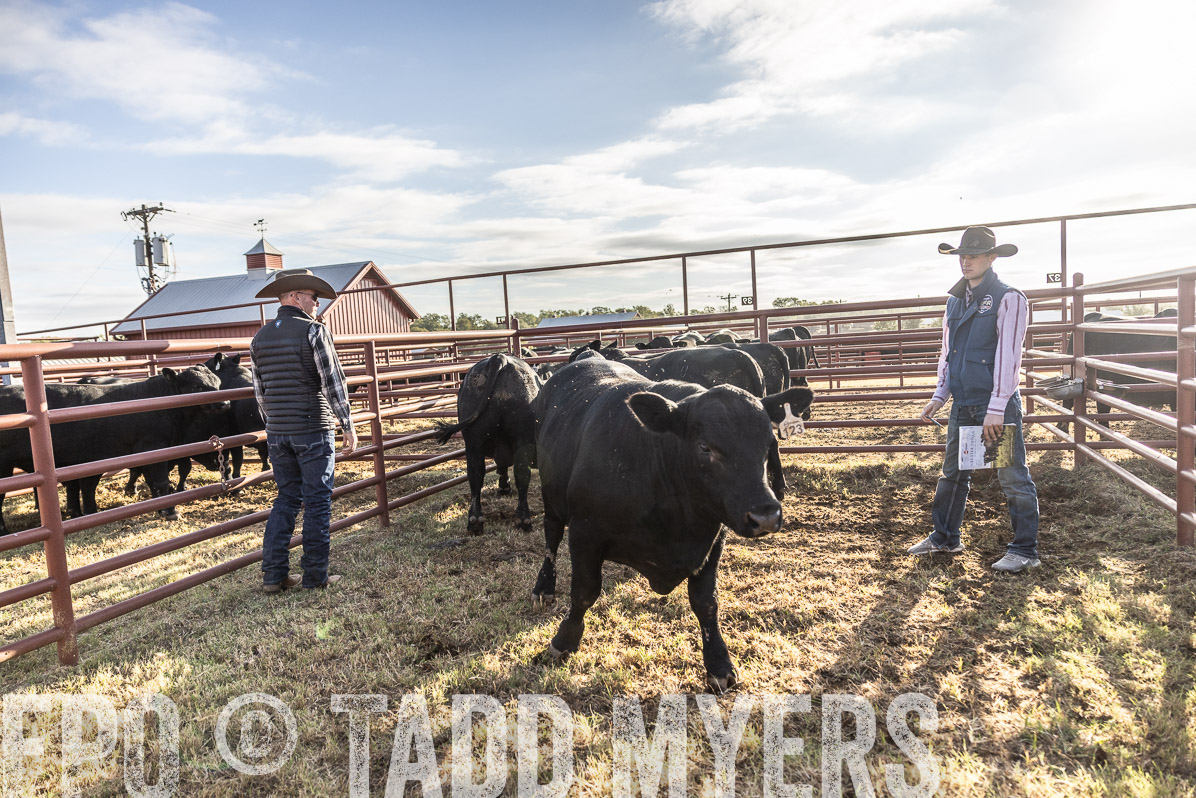 TMyers_FallBullSale_Cameron_Oct2022--523572