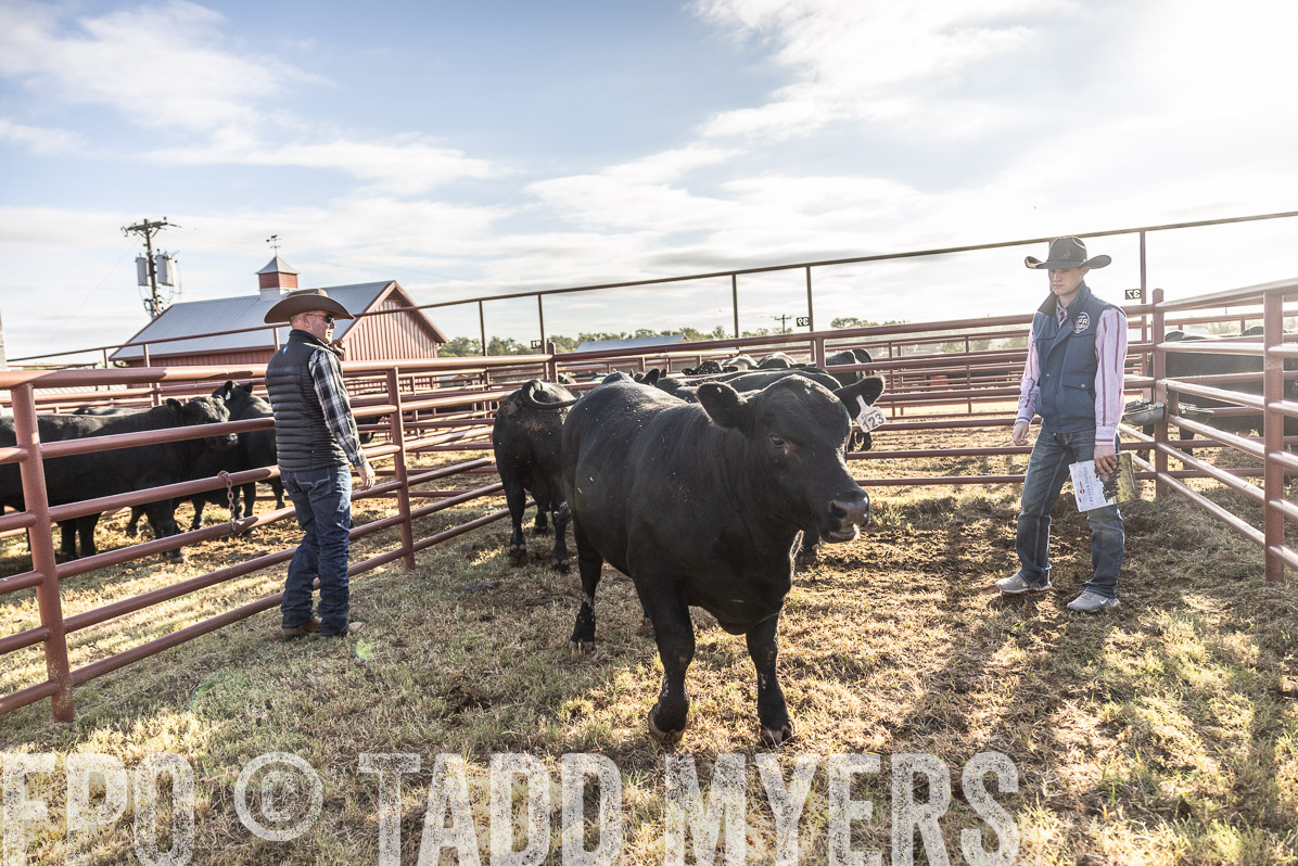 TMyers_FallBullSale_Cameron_Oct2022--523573