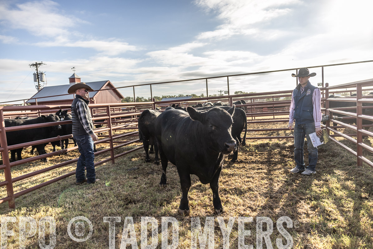 TMyers_FallBullSale_Cameron_Oct2022--523574