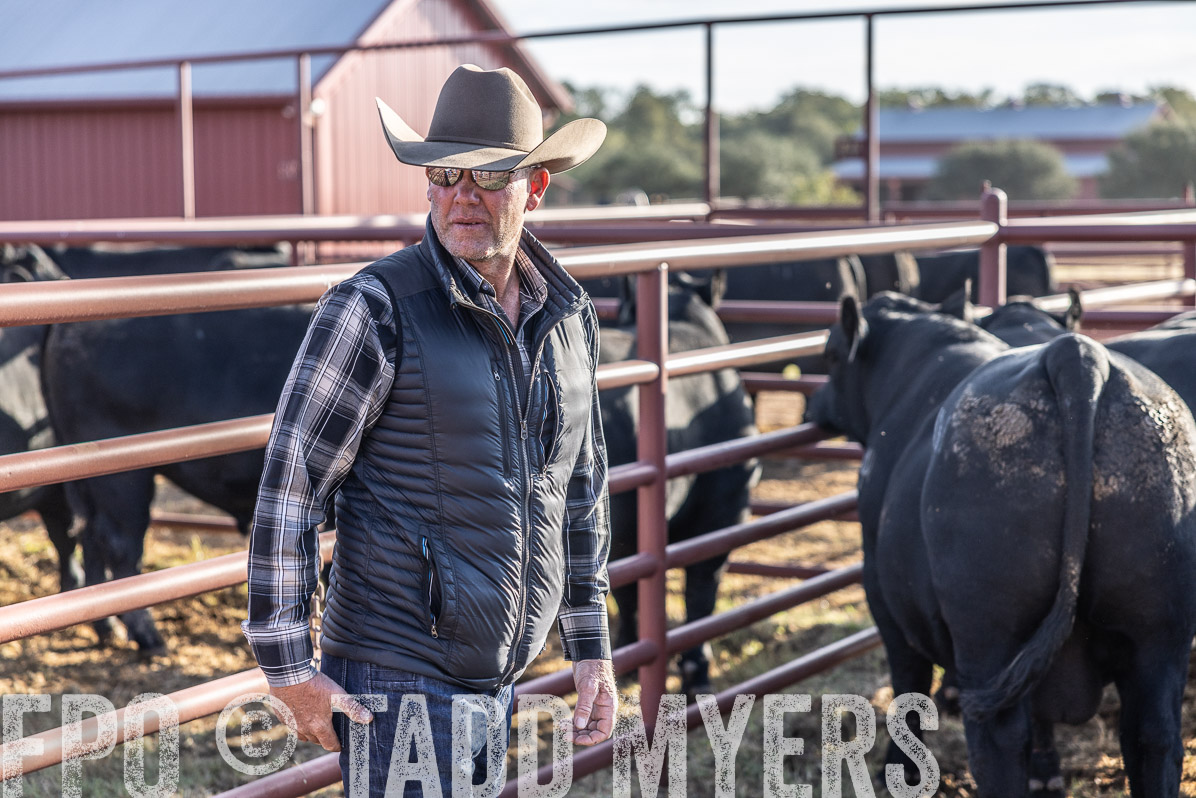 TMyers_FallBullSale_Cameron_Oct2022--523597
