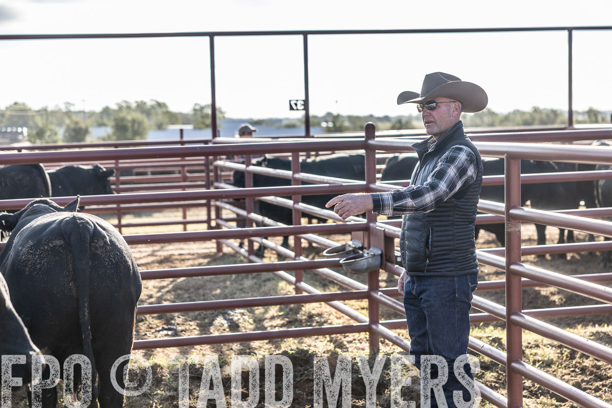 TMyers_FallBullSale_Cameron_Oct2022--523613