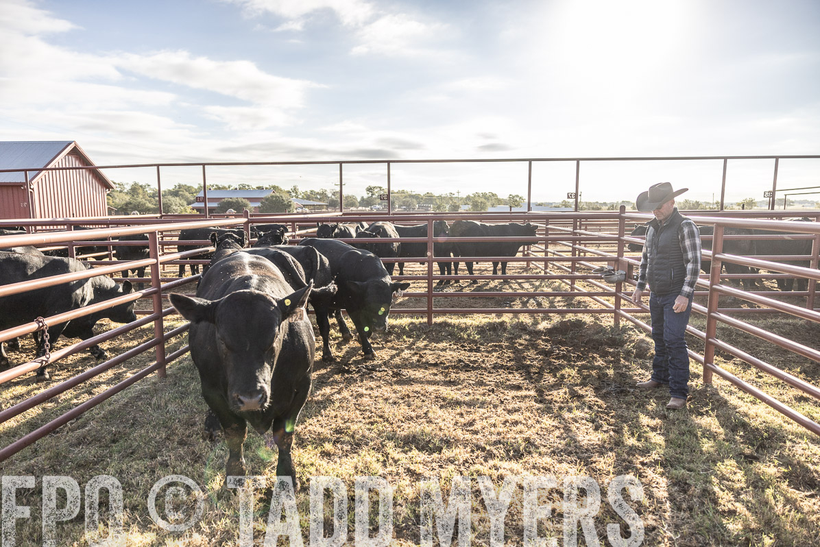 TMyers_FallBullSale_Cameron_Oct2022--523618