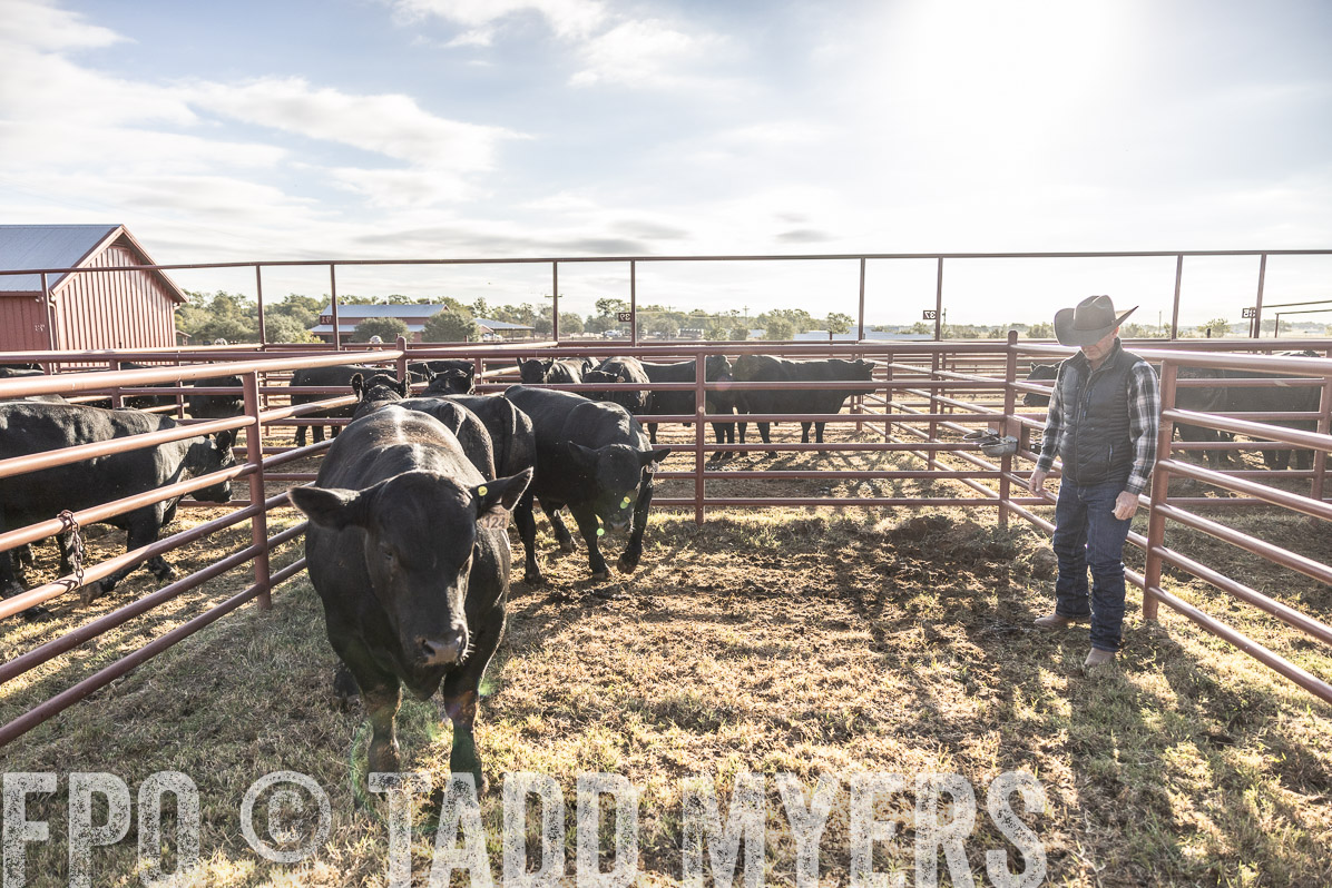 TMyers_FallBullSale_Cameron_Oct2022--523619