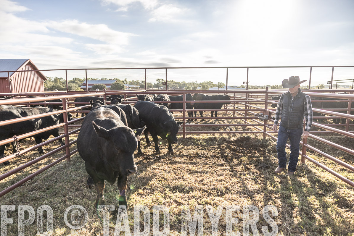 TMyers_FallBullSale_Cameron_Oct2022--523620
