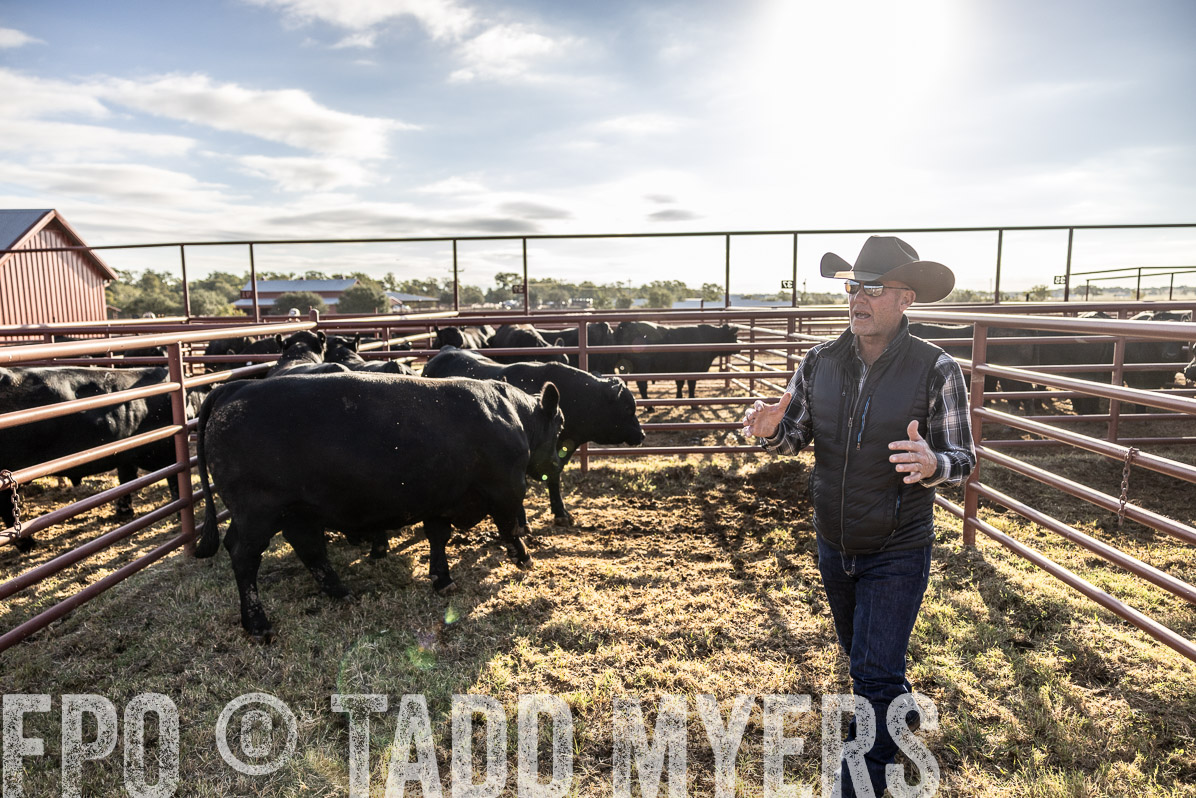 TMyers_FallBullSale_Cameron_Oct2022--523622