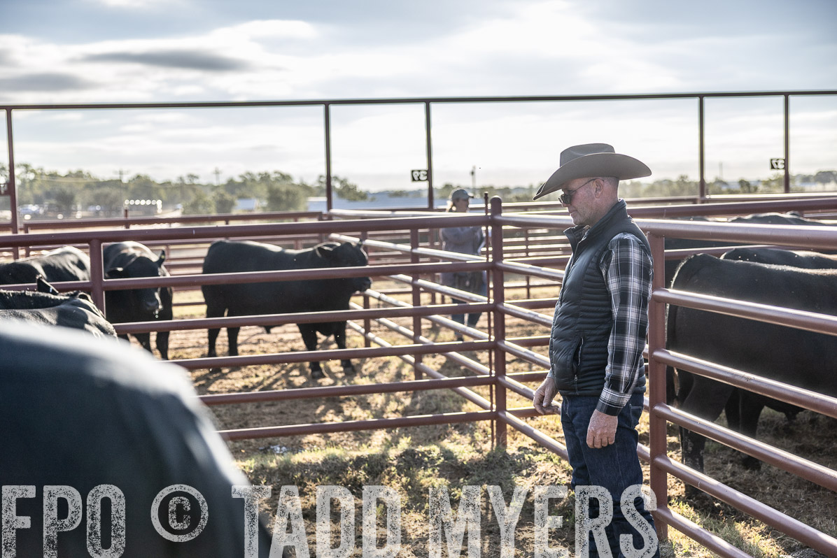TMyers_FallBullSale_Cameron_Oct2022--523641