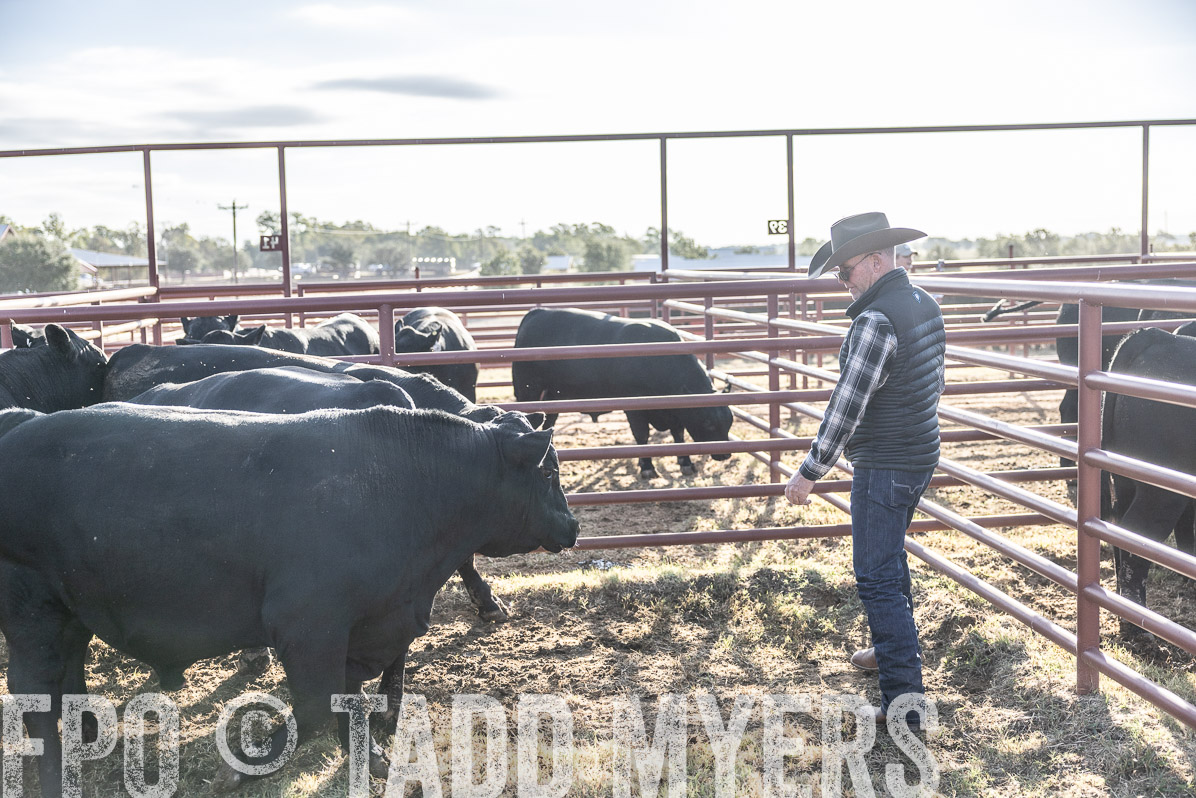 TMyers_FallBullSale_Cameron_Oct2022--523646