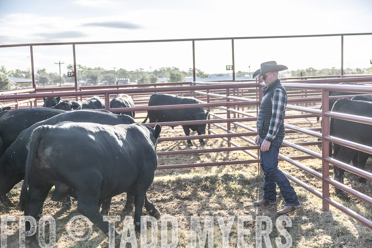 TMyers_FallBullSale_Cameron_Oct2022--523648