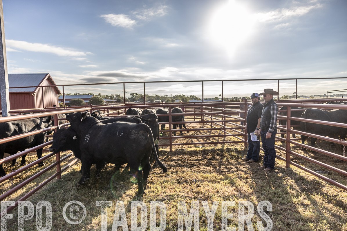 TMyers_FallBullSale_Cameron_Oct2022--523655