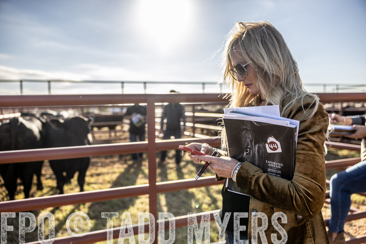 TMyers_FallBullSale_Cameron_Oct2022--523667