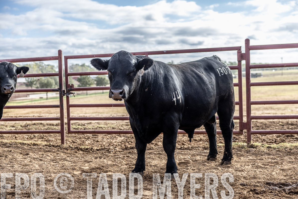 TMyers_FallBullSale_Cameron_Oct2022--523697