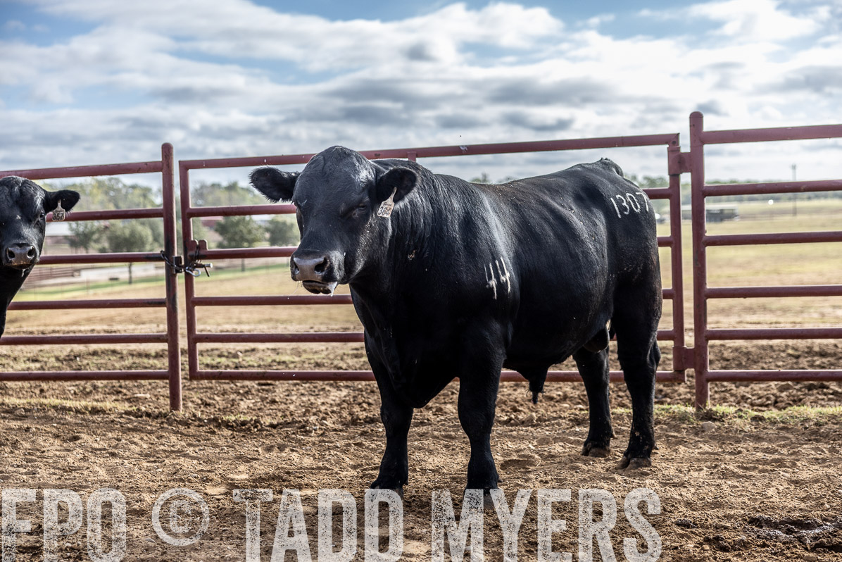 TMyers_FallBullSale_Cameron_Oct2022--523698